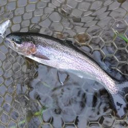 雨の平谷湖フィッシングスポットで爆釣！